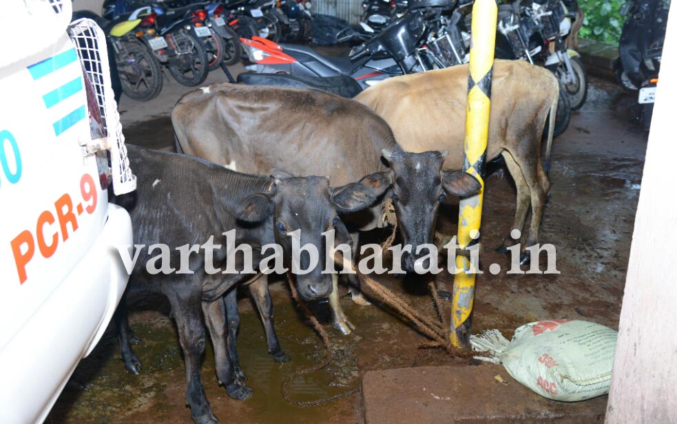 ಟೆಂಪೋ ಟ್ರಾವಲ್ಲರ್ ನಲ್ಲಿ ಅಕ್ರಮ ದನ ಸಾಗಾಟ